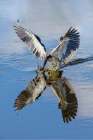 Tricolored heron fishing. Art Print